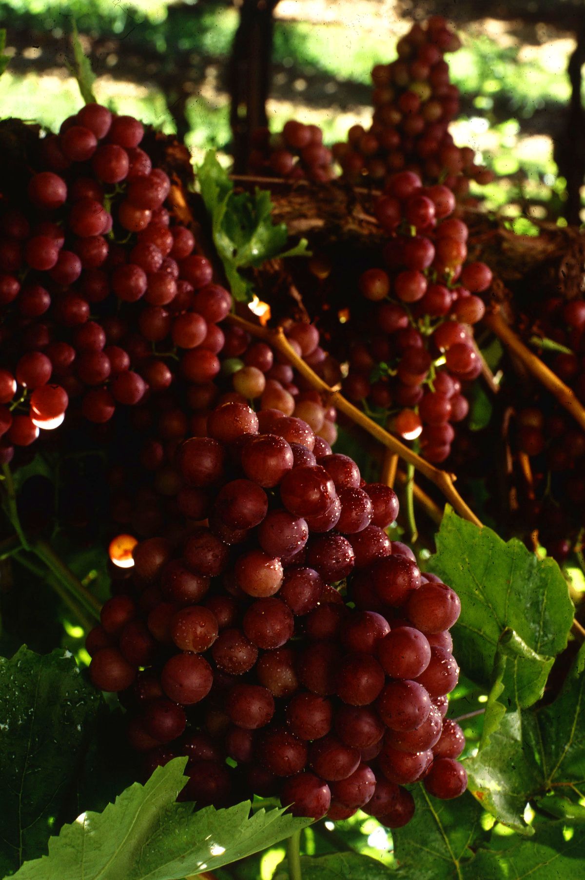 Flame seedless on the vine