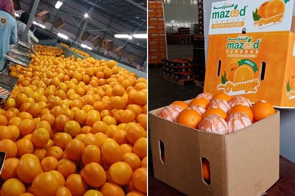 Valencia oranges in the packhouse