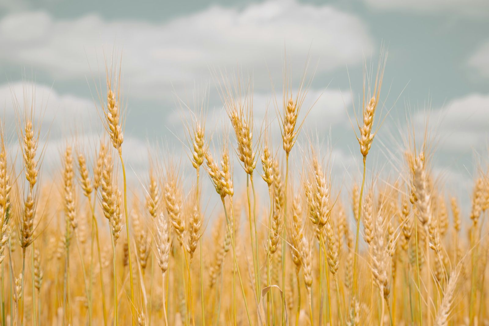 Hard wheat stalks ready for harvest